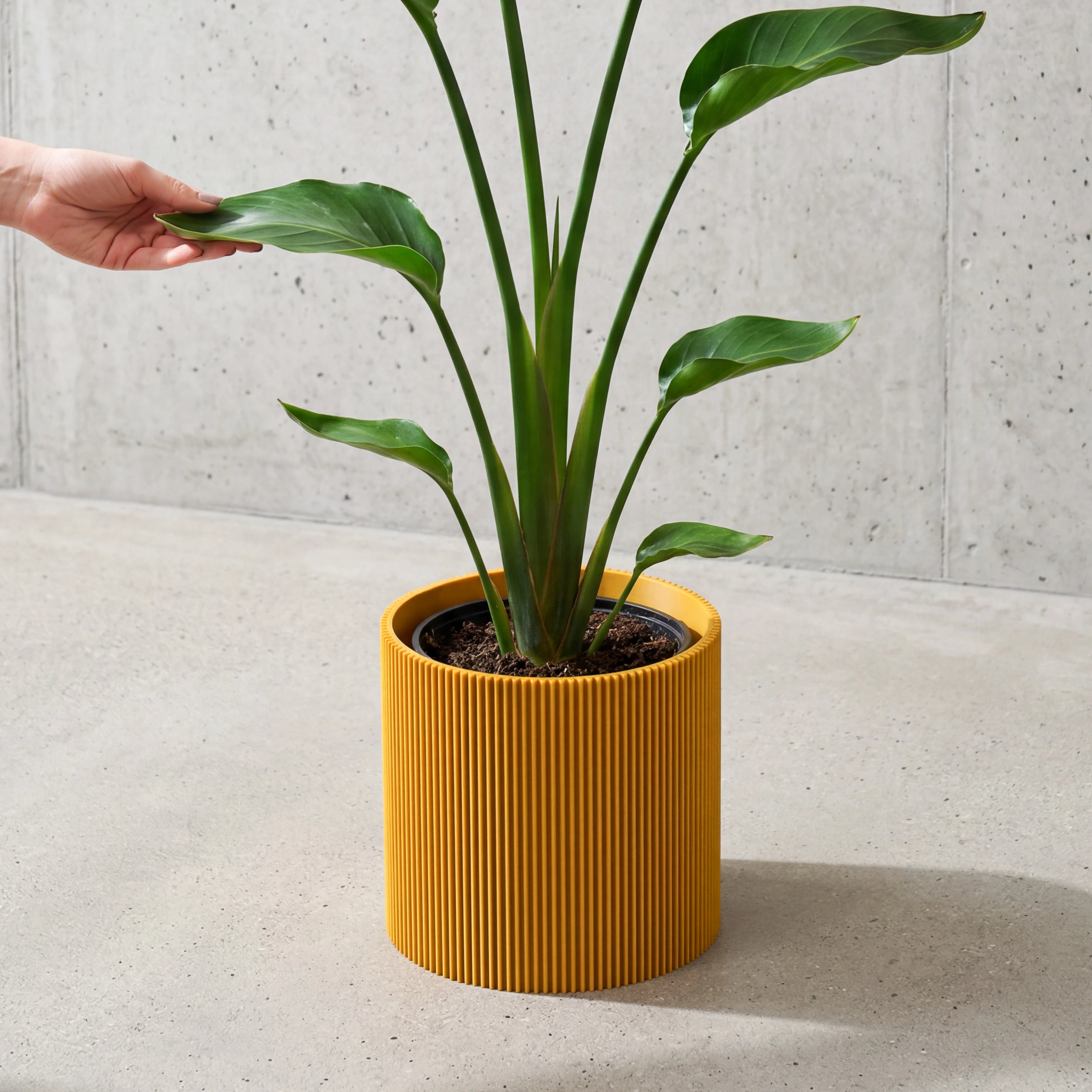 Blumentopf Gerade in Senfgelb mit junger Strelitzie auf Beton vor Betonwand