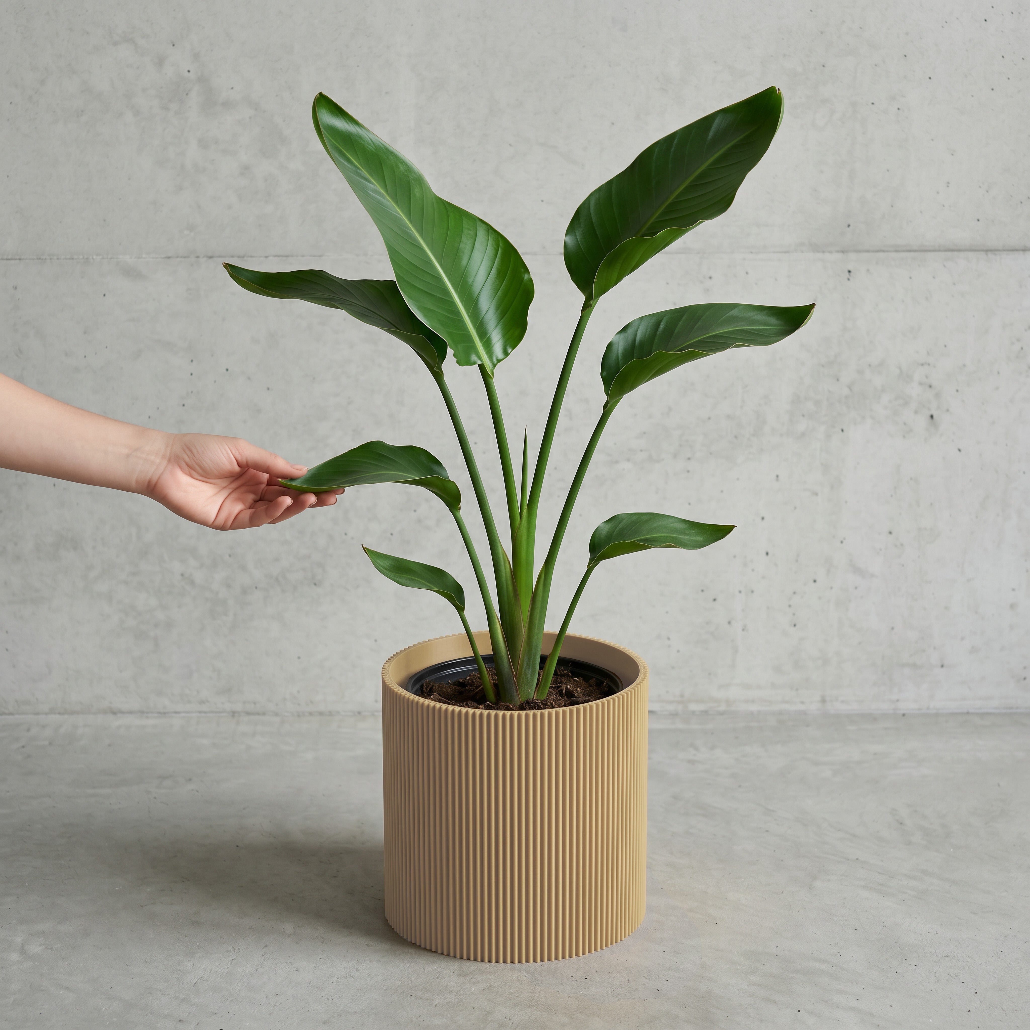 Blumentopf Gerade in Beige mit junger Strelitzie auf Beton vor Betonwand #farbe_beige