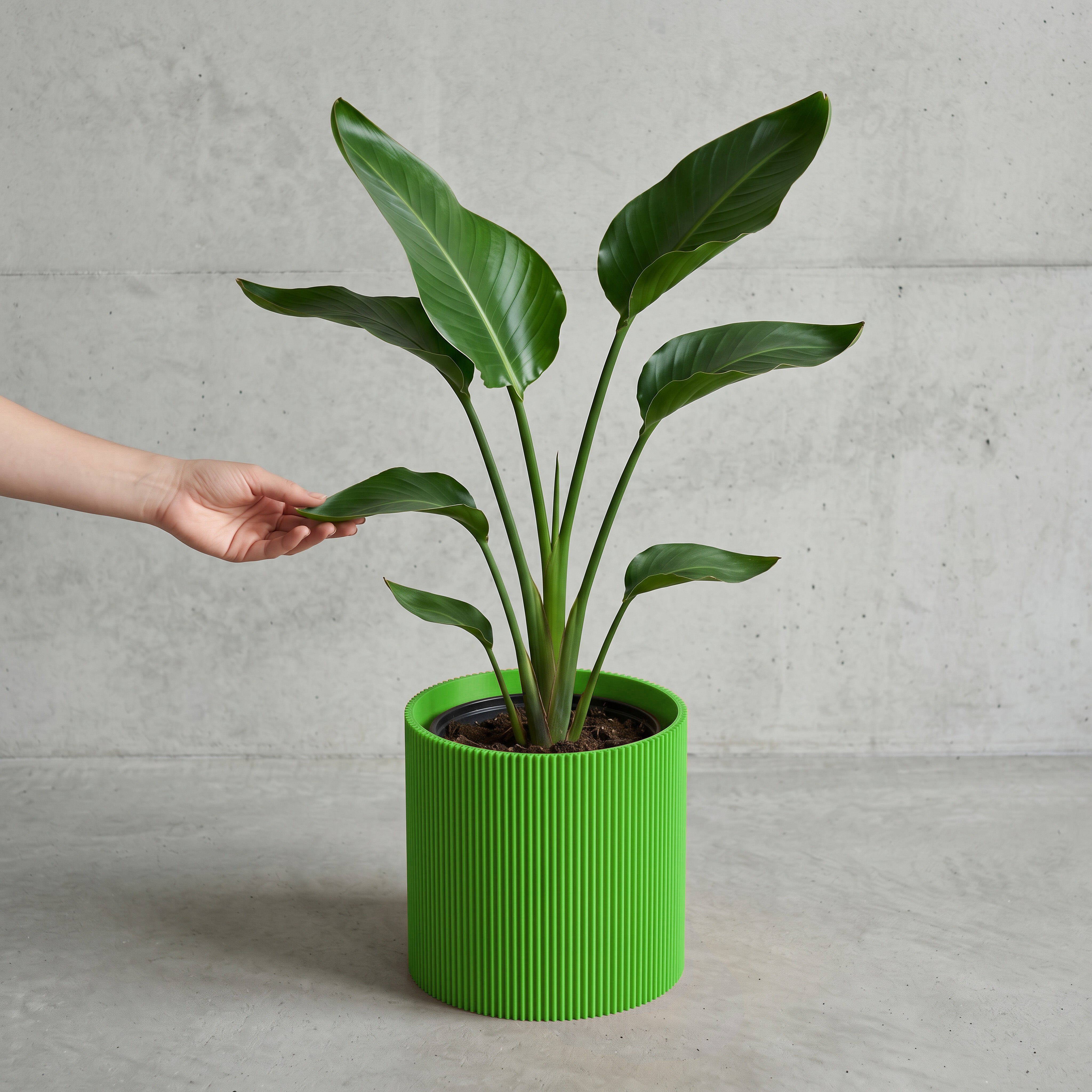 Blumentopf Gerade in grün mit junger Strelitzie auf Beton vor Betonwand #farbe_grün