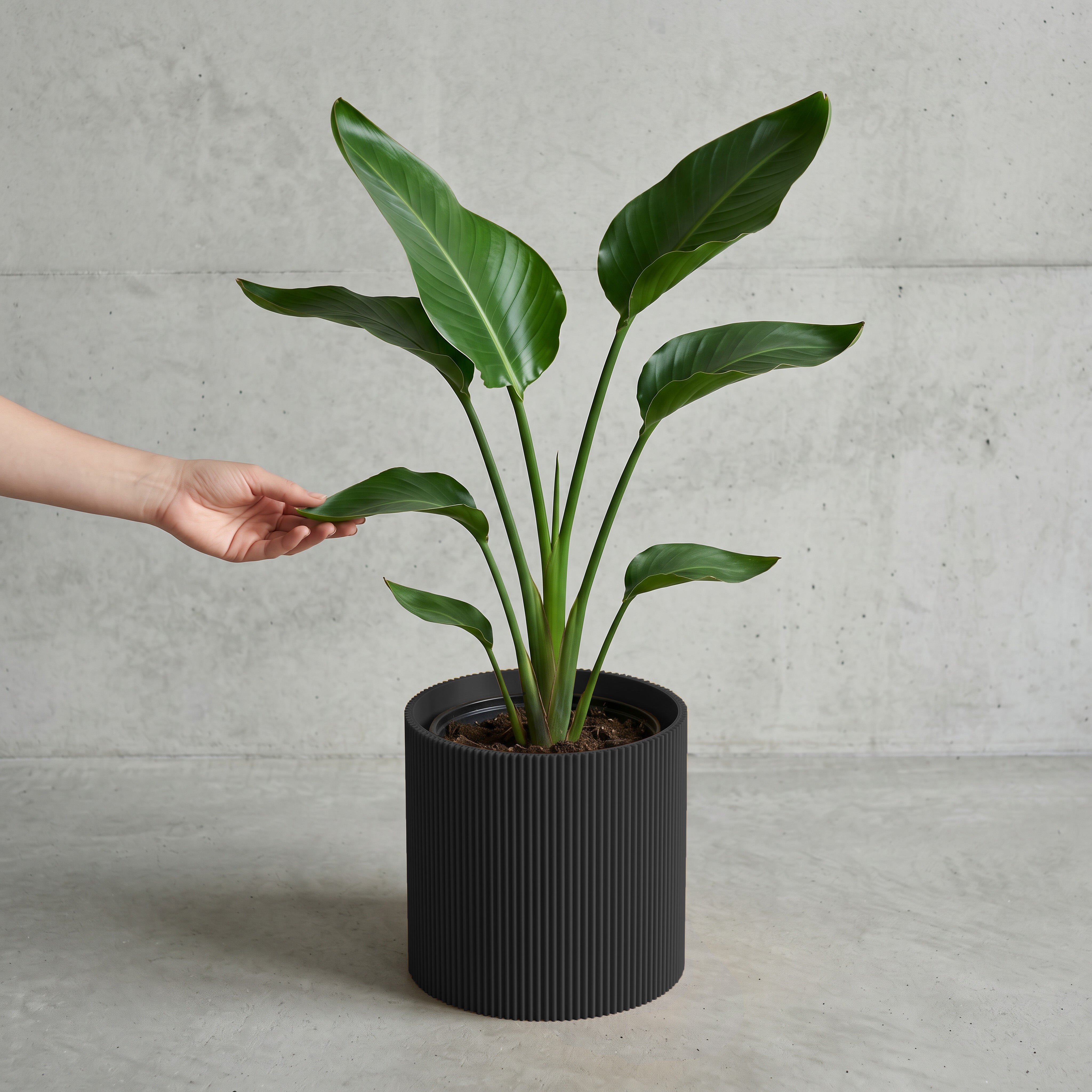 Blumentopf Gerade in schwarz mit junger Strelitzie auf Beton vor Betonwand #farbe_schwarz