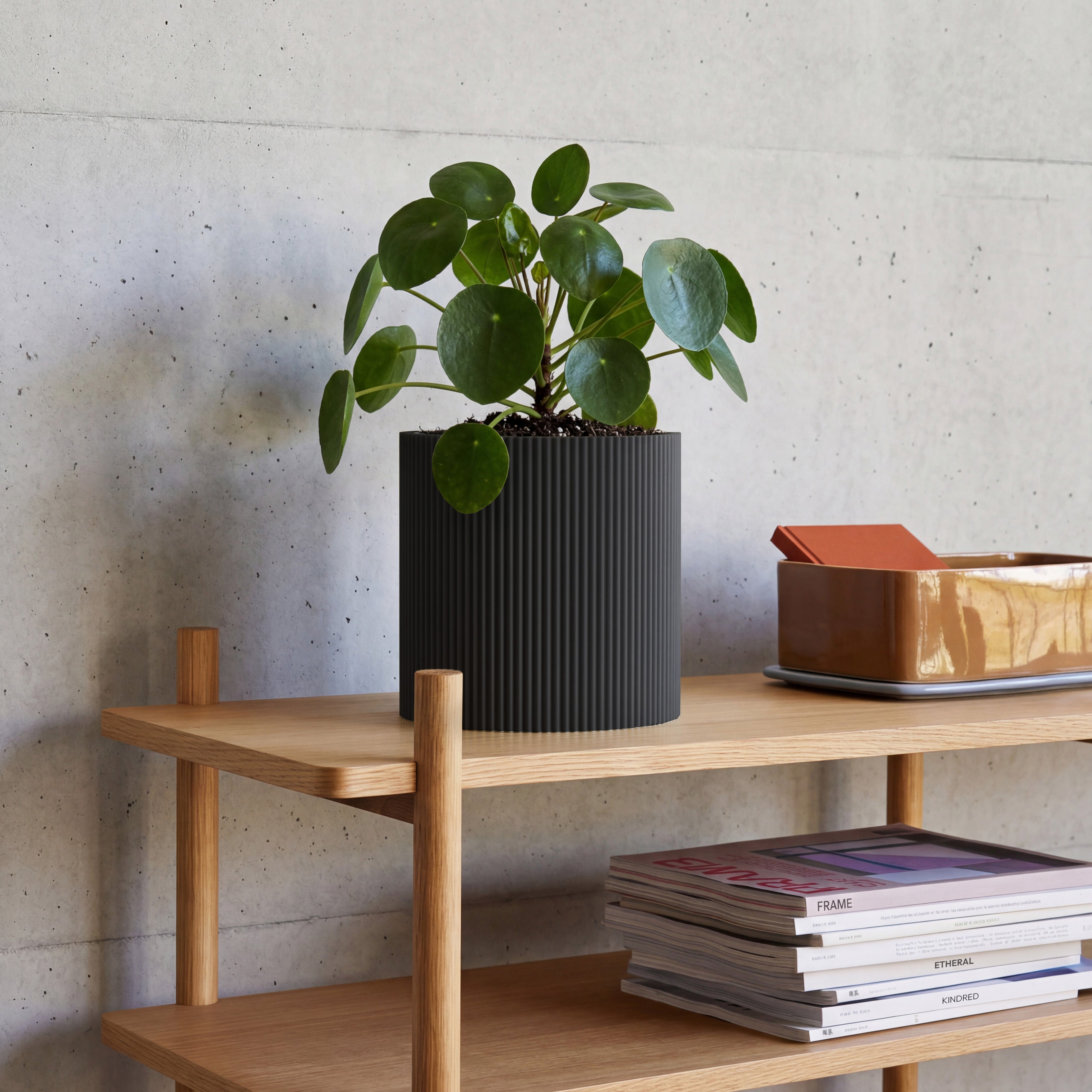 Blumentopf Gerade in schwarz mit junger Strelitzie auf Beton vor Betonwand #farbe_schwarz