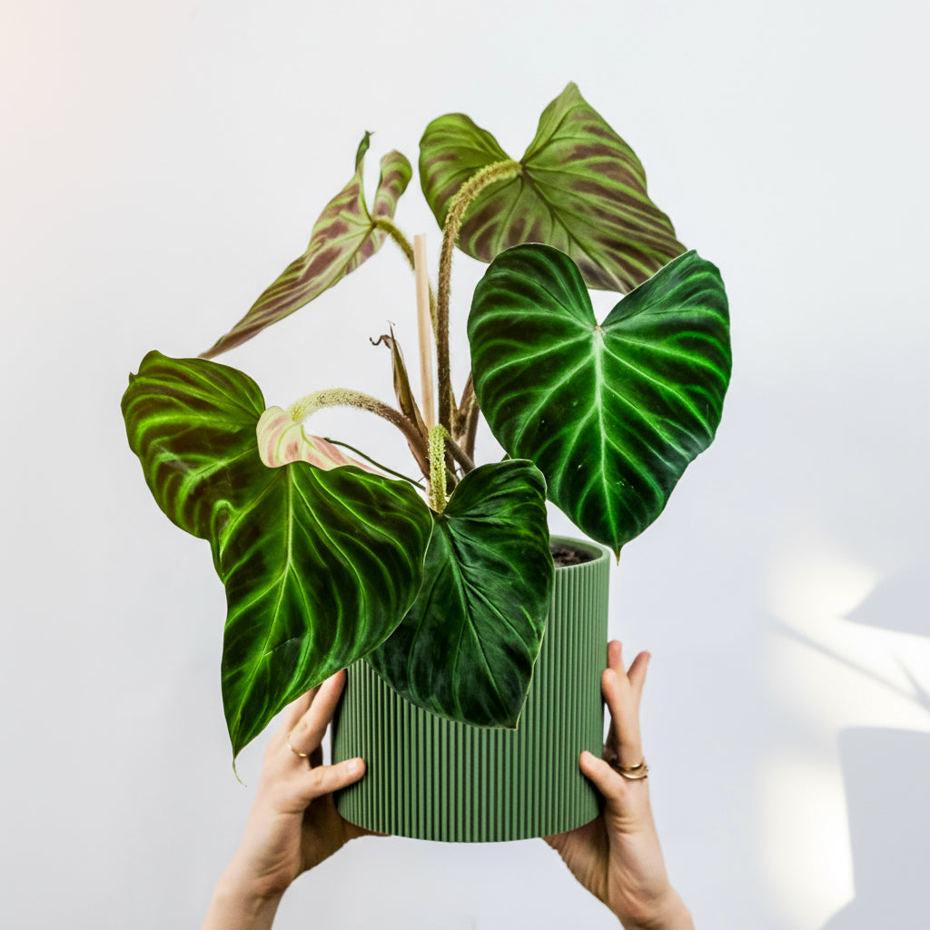 GERADE - PLANTER