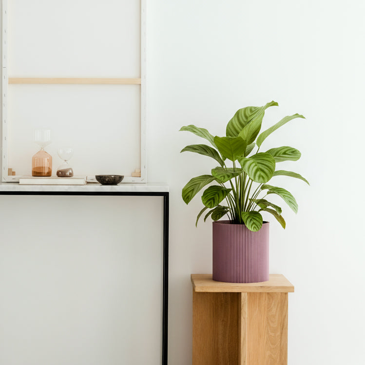 GERADE - PLANTER