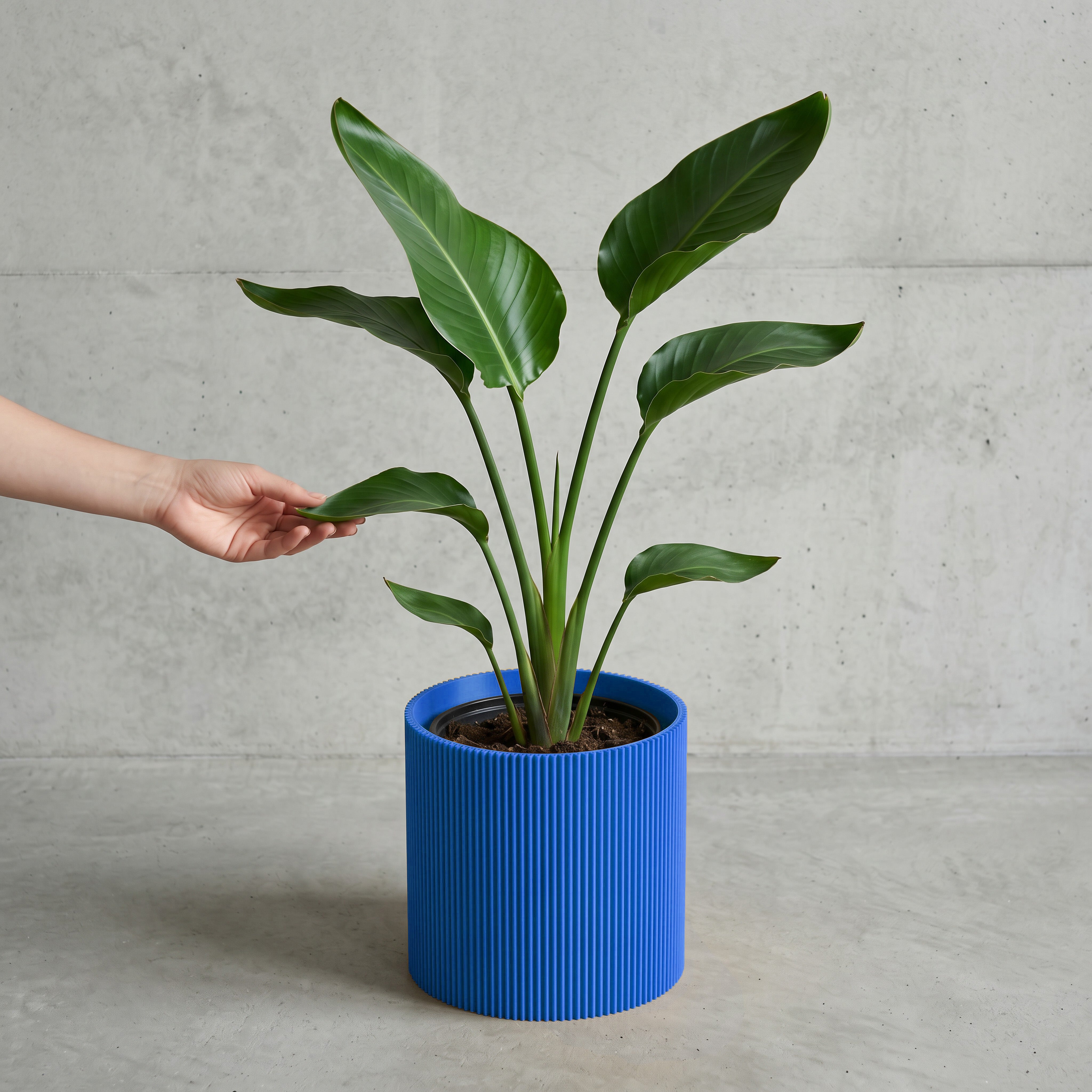 Blumentopf Gerade in blau mit junger Strelitzie auf Beton vor Betonwand #farbe_blau