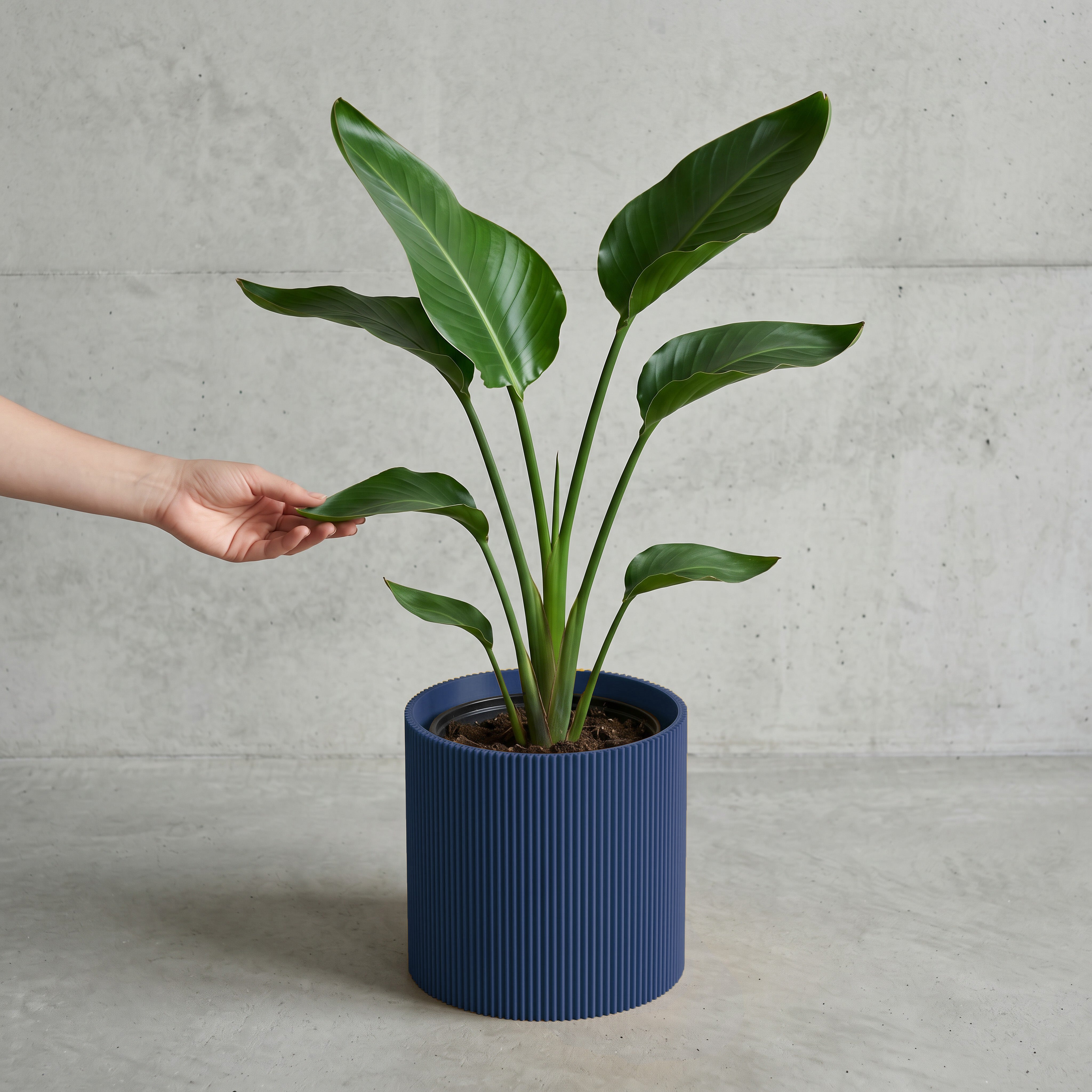 Blumentopf Gerade in Navyblau mit junger Strelitzie auf Beton vor Betonwand #farbe_navyblau