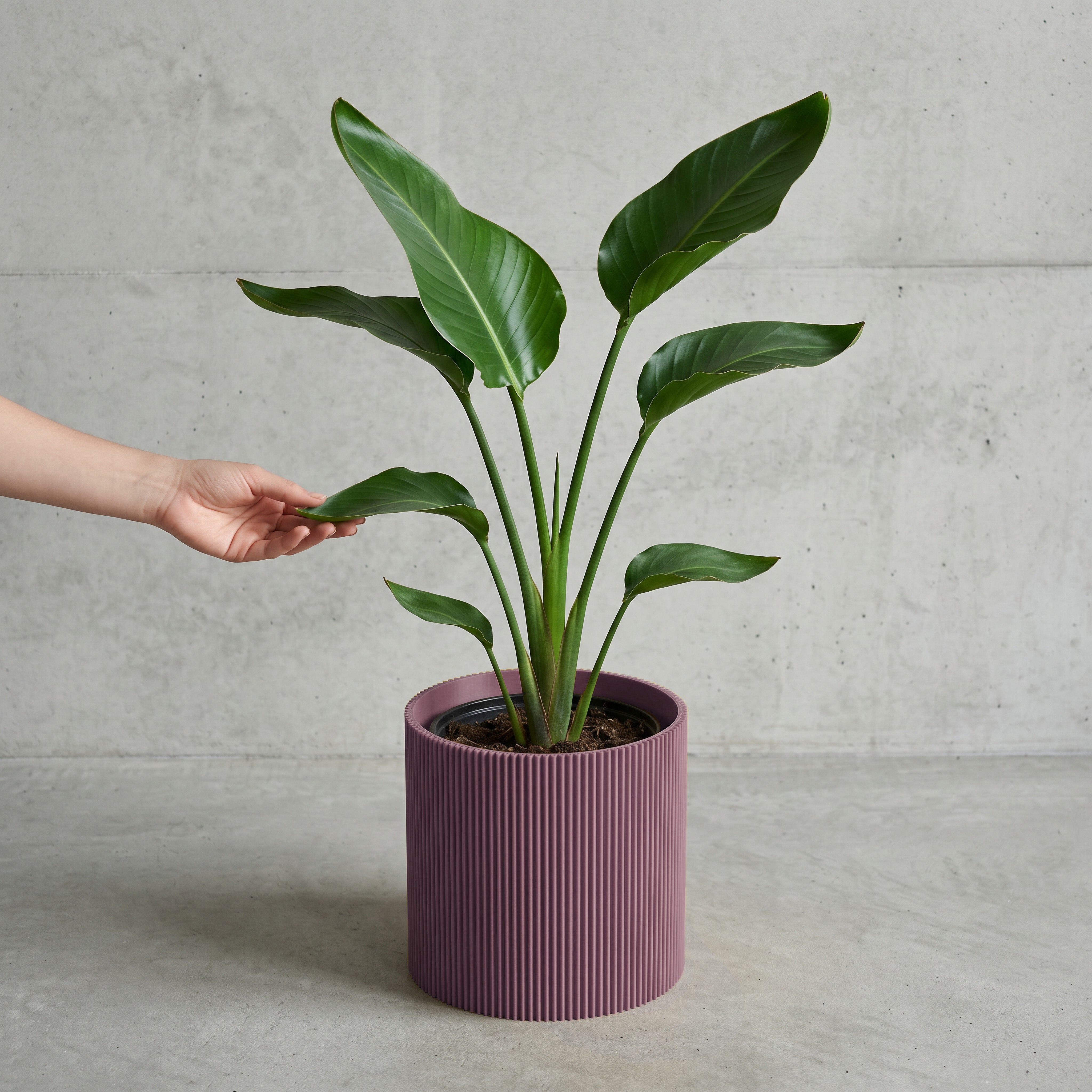 Blumentopf Gerade in Aschlila mit junger Strelitzie auf Beton vor Betonwand #farbe_aschlila