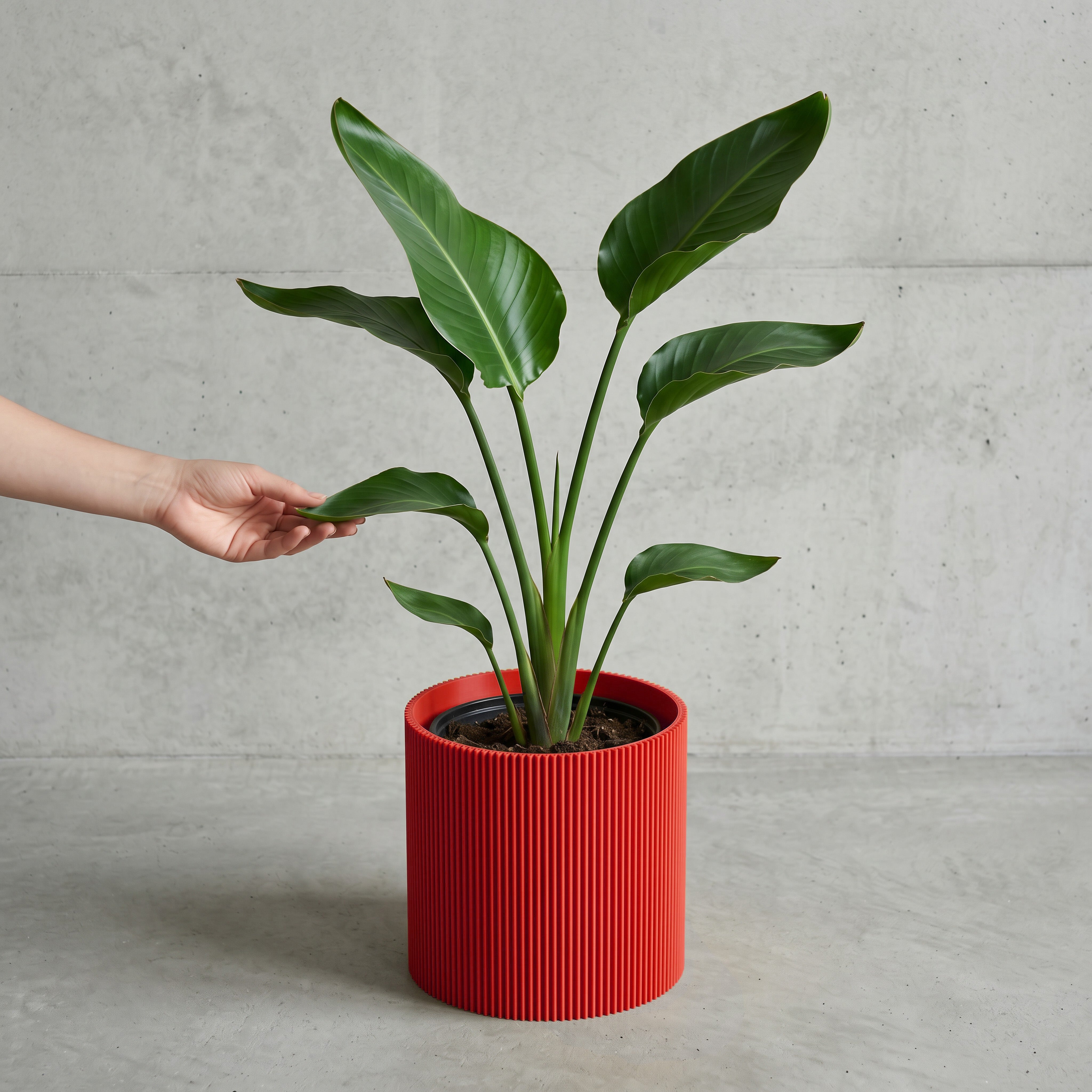 Blumentopf Gerade in rot mit junger Strelitzie auf Beton vor Betonwand #farbe_rot