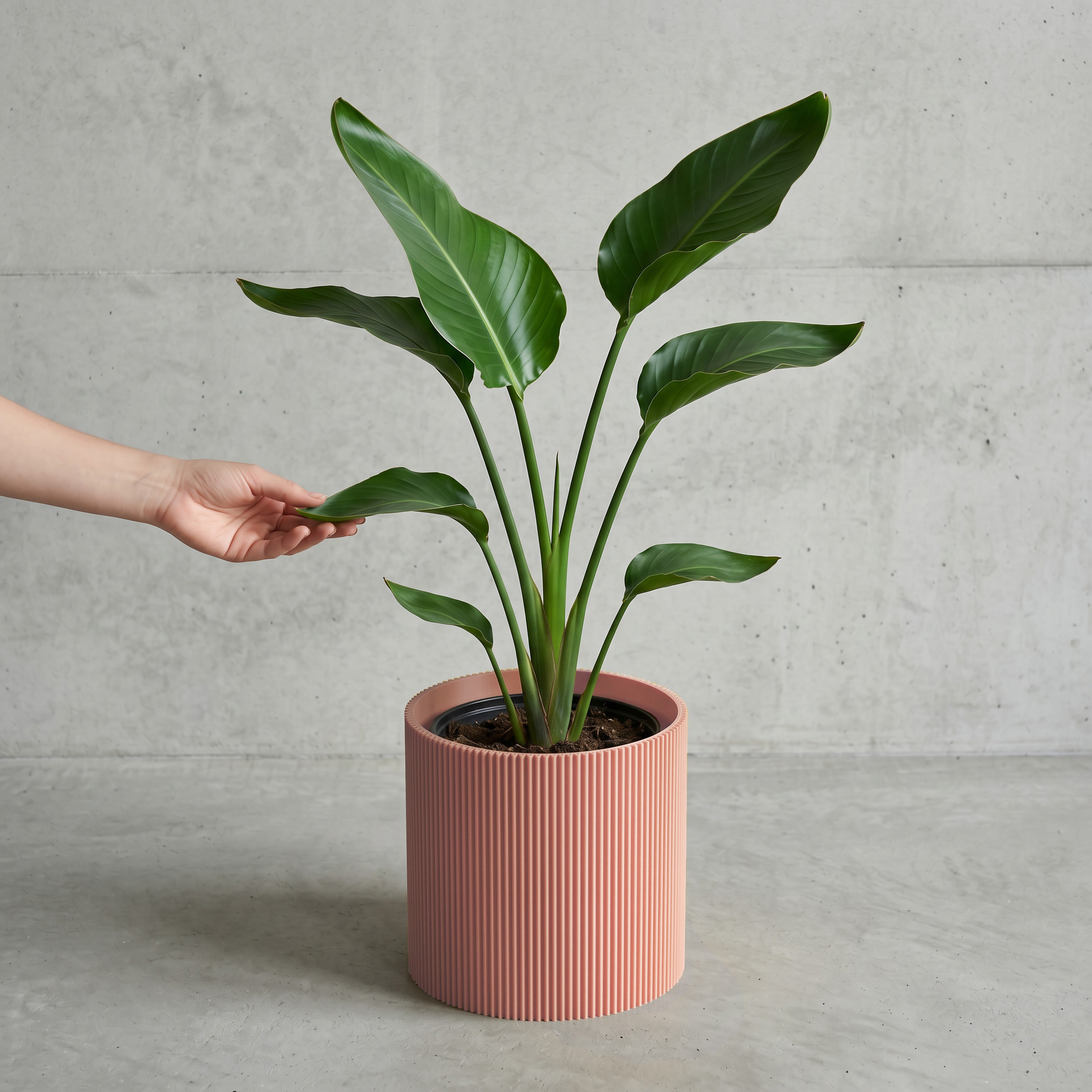Blumentopf Gerade in terracotta mit junger Strelitzie auf Beton vor Betonwand #farbe_terracotta