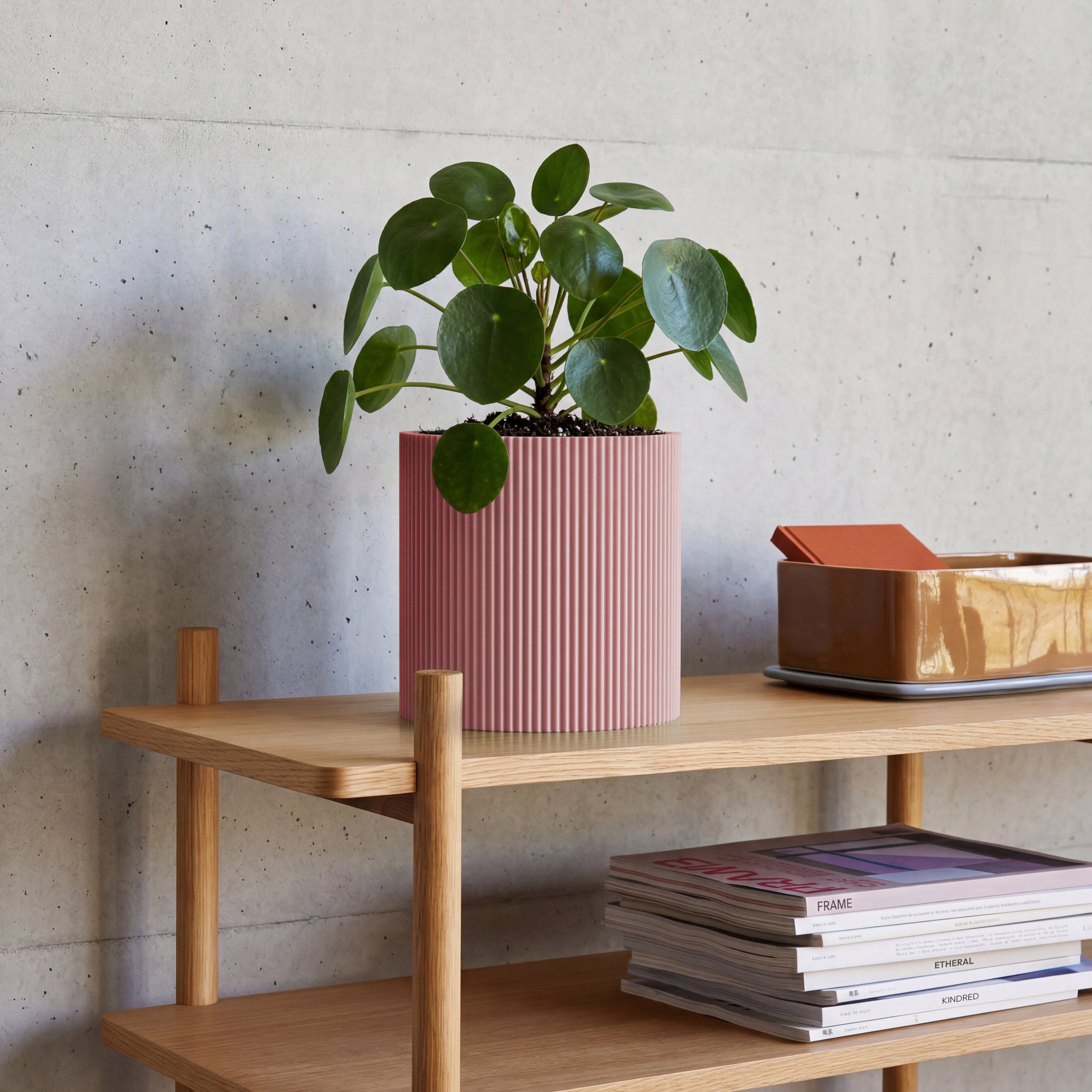 Blumentopf Gerade in terracotta mit junger Strelitzie auf Beton vor Betonwand #farbe_terracotta