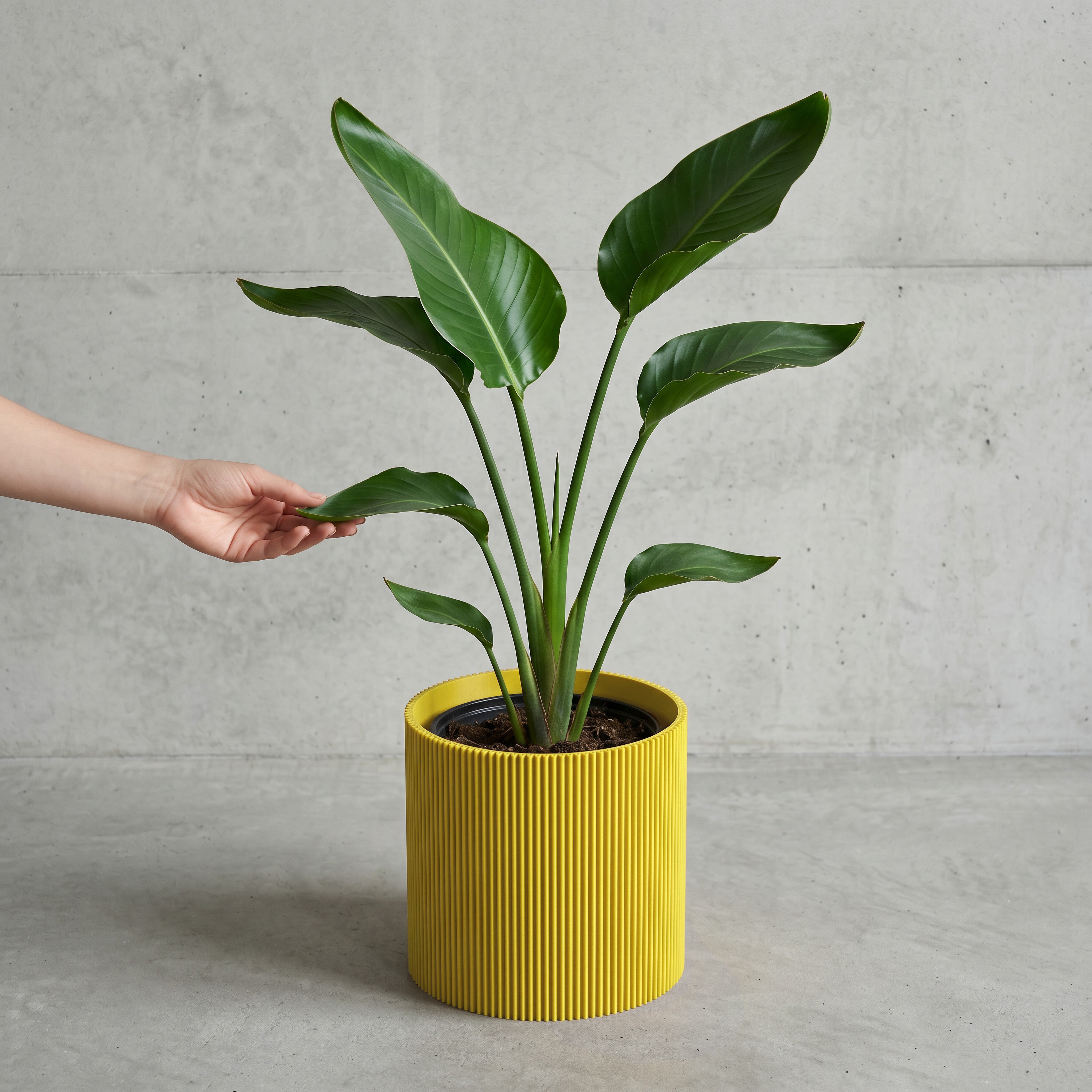 Blumentopf Gerade in GELB mit junger Strelitzie auf Beton vor Betonwand #farbe_gelb