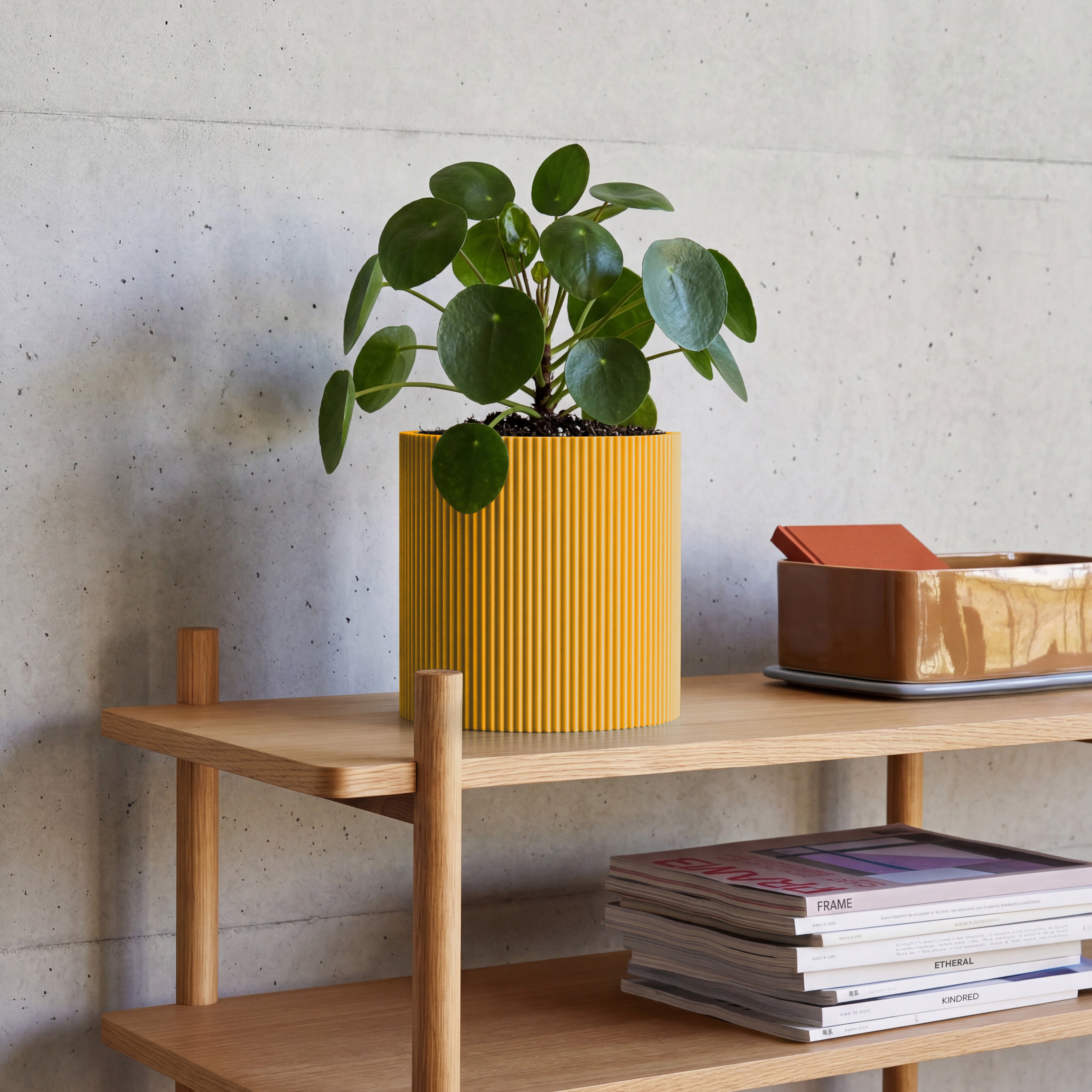Blumentopf Gerade in senfgelb aus dem 3D Druck mit Pilea auf Eichenregal vor Betonwand #farbe_senfgelb