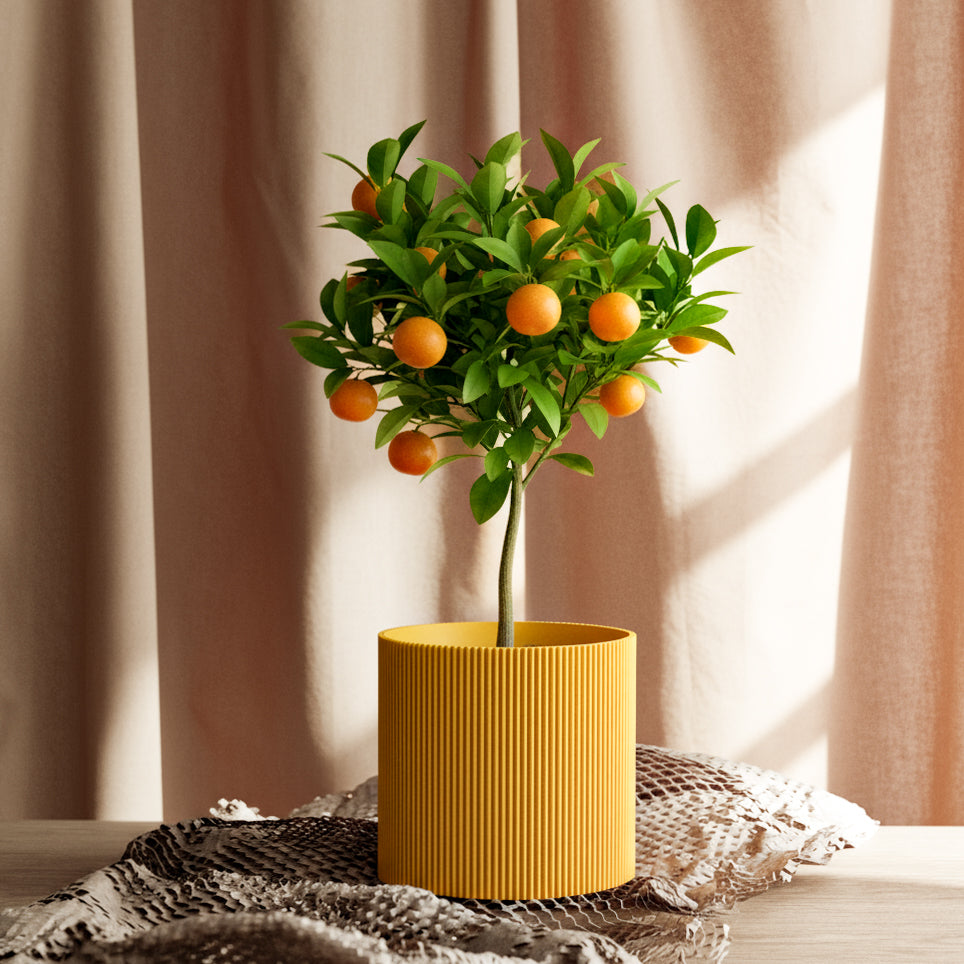 GERADE - PLANTER